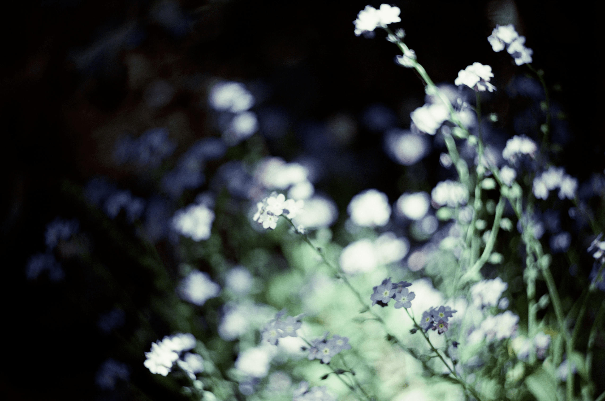 На твоей могиле будут цвести незабудки