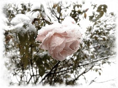 Белый саван