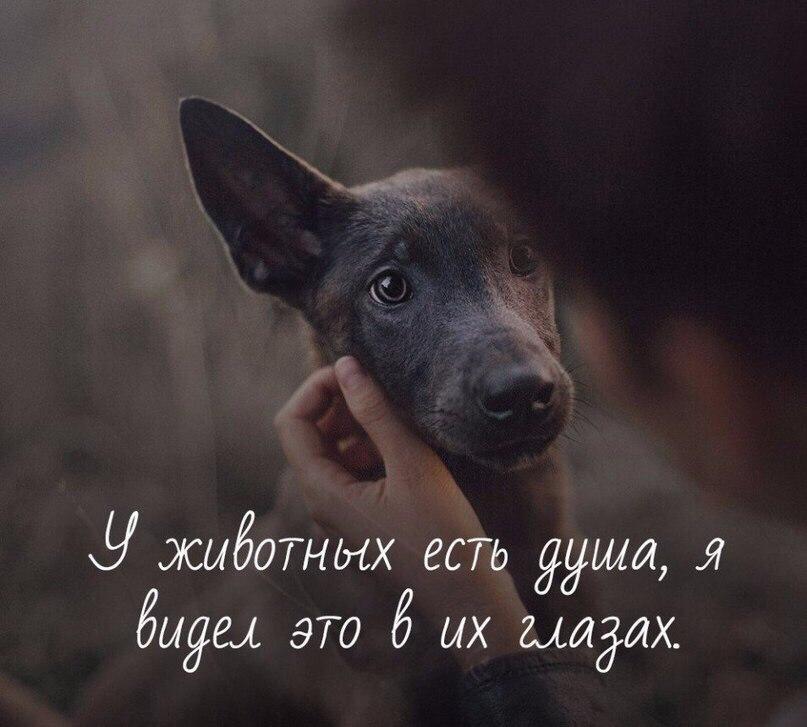 У животных есть душа...