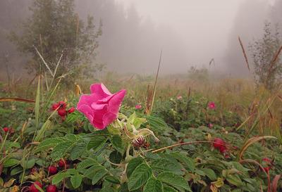 Последние цветы