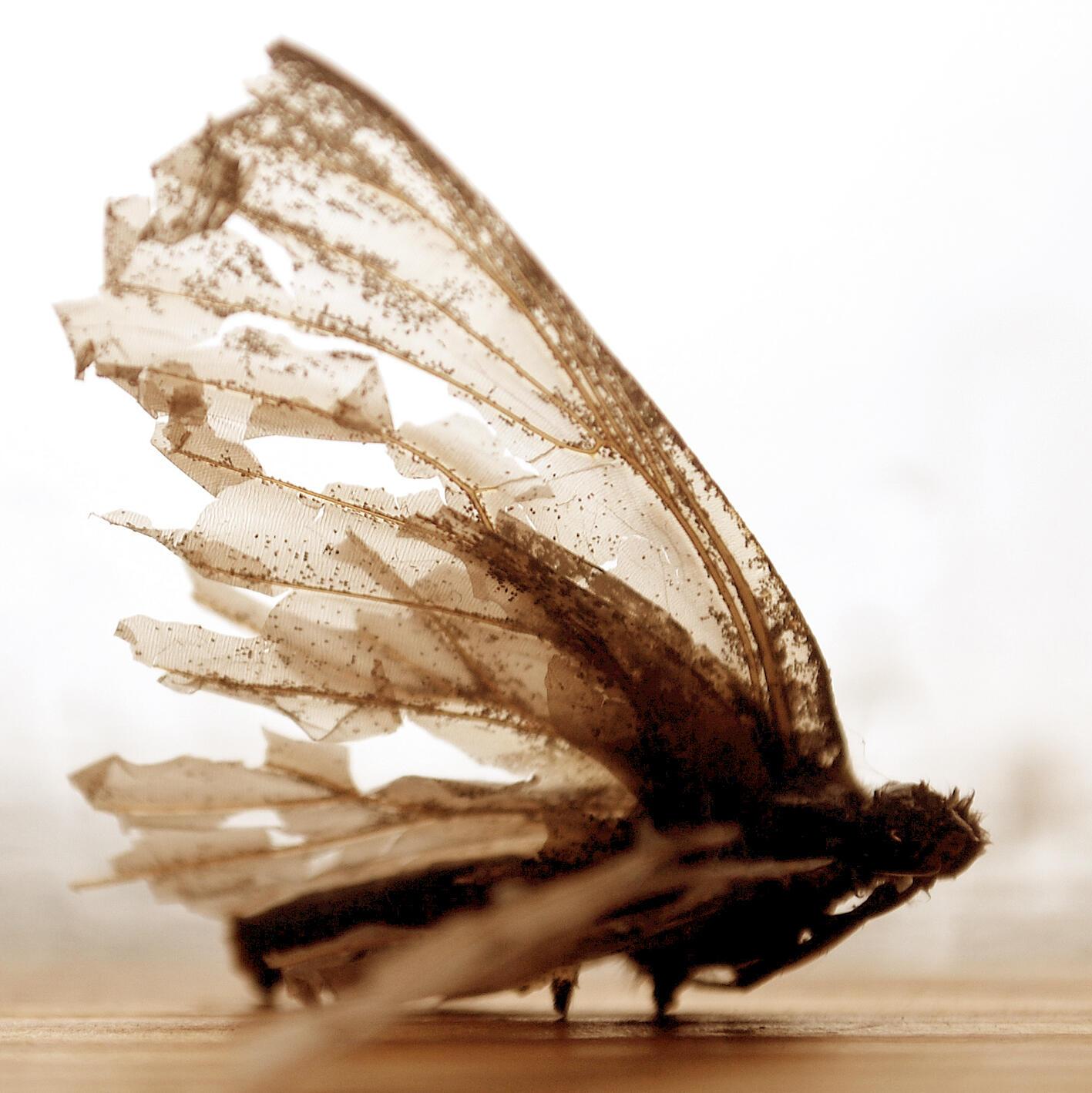 Пыльца крылья