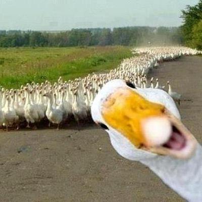 Упрямый гусь