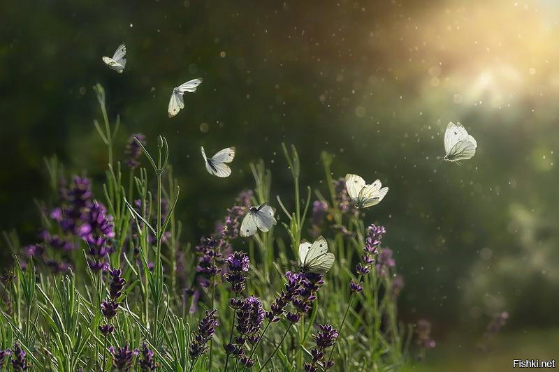 Полёт бабочки