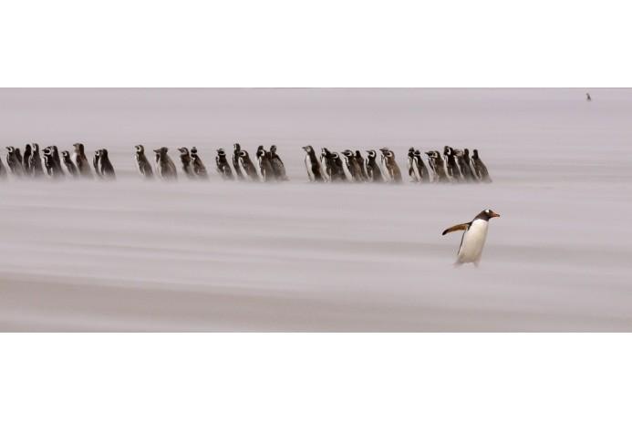 Храбрый пингвин