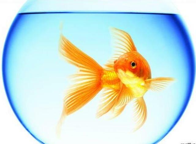 Рыбка в банке