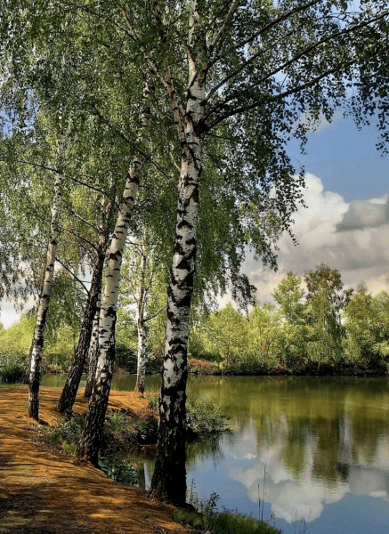 АКРОСТИХИ. РОДНАЯ ИЗБА И РЕЧКА