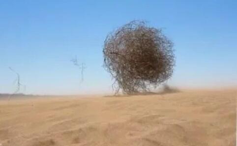 Родилась, в стране «перекати-поля»...