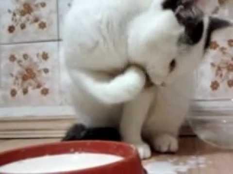 КОТ ИНТЕЛЛИГЕНТ