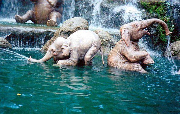 Доволен, как слон ( ассоциация на фото)