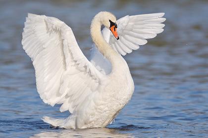 Не для меня горит в ней свет,