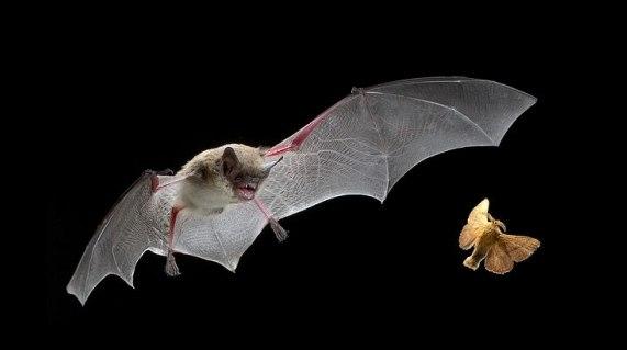 Летучая мышь