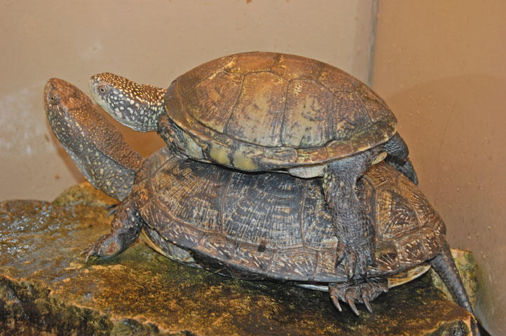 Черепахи - стихи к фотографиям