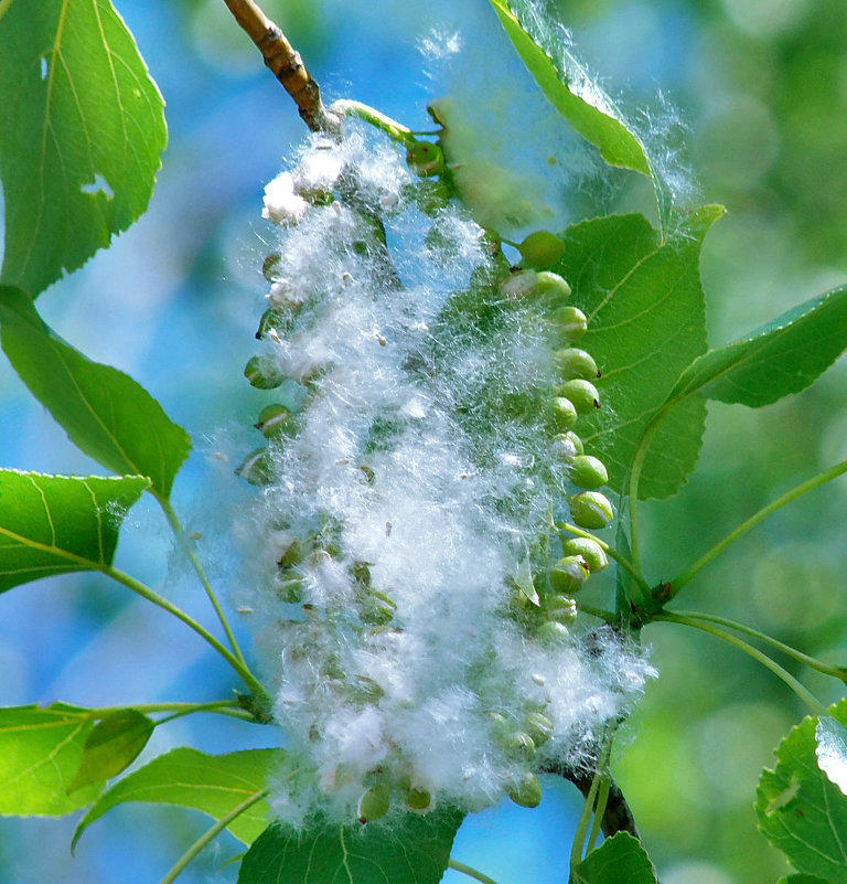 Стал июнь так забавно нежен