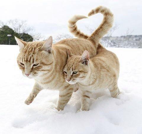 Потанцуем любовь ?!