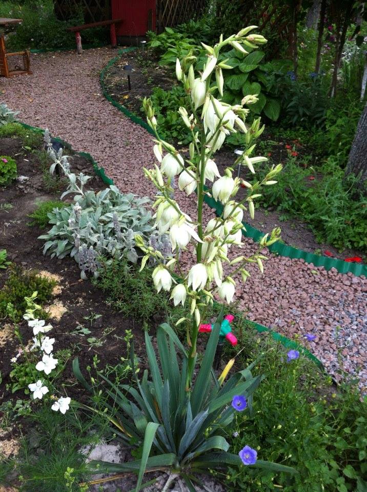 Белые цветы