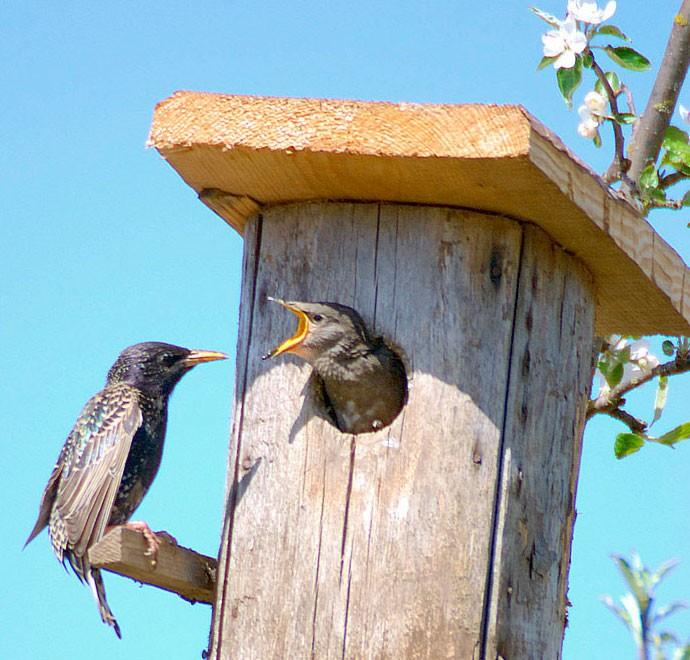 Скворечник
