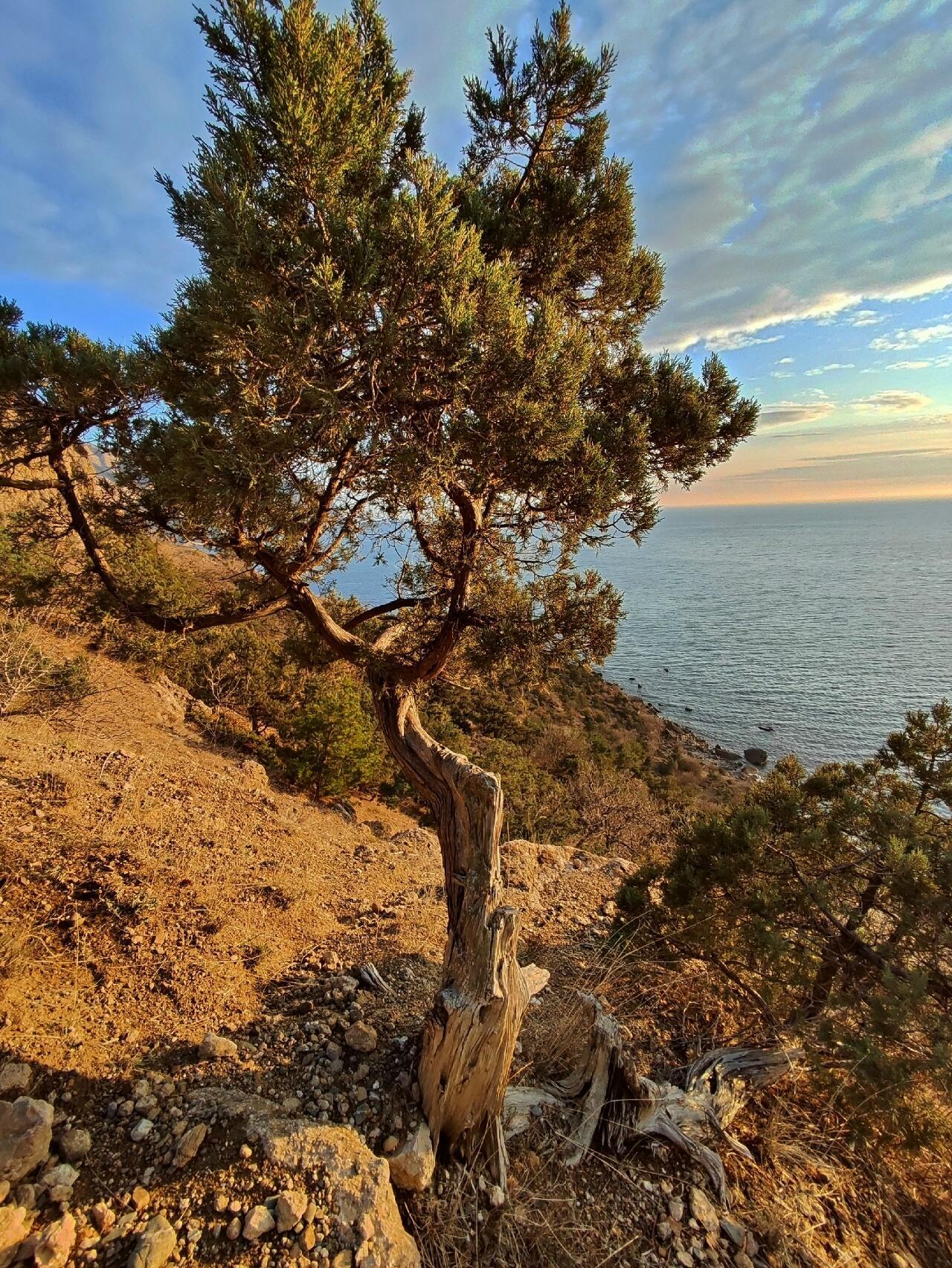 На юге далёком...