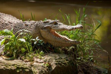 Жил зелёный крокодил
