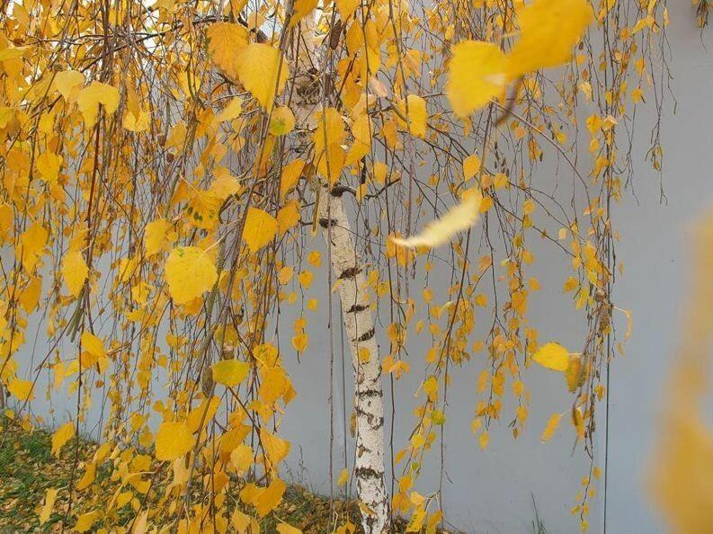 Ветер ноябрь оголяет