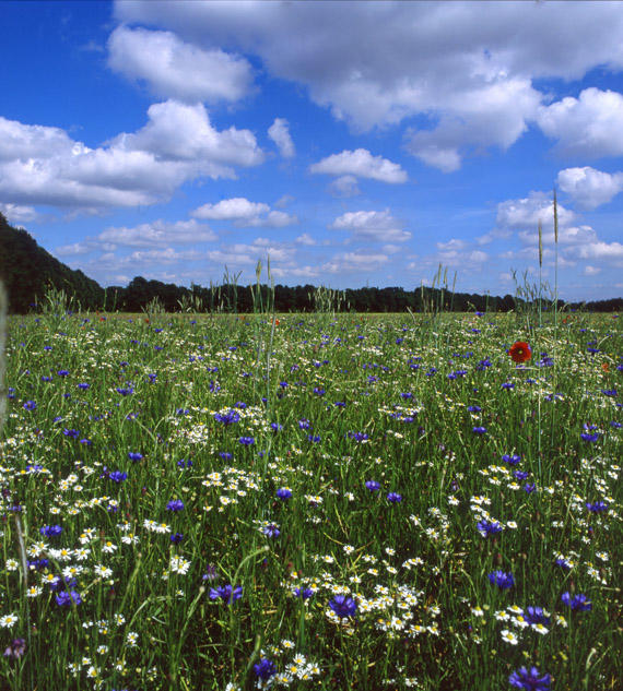Ответ поэту - ALLada - Ромашки прямо в небесах