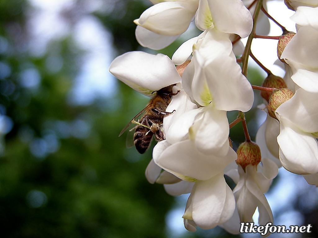 А у меня в душе весна.(подарок.)