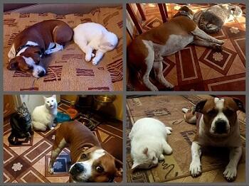 Коты - чудесны, и Мироша - без изъяна!