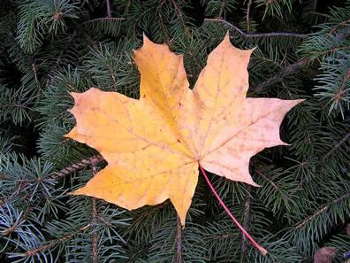 Прощальный наряд одели березки и клены