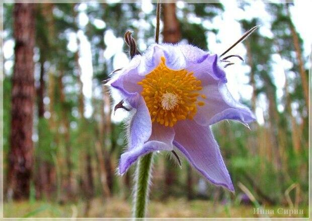 Мой подснежный тюльпан. Эхо из детства
