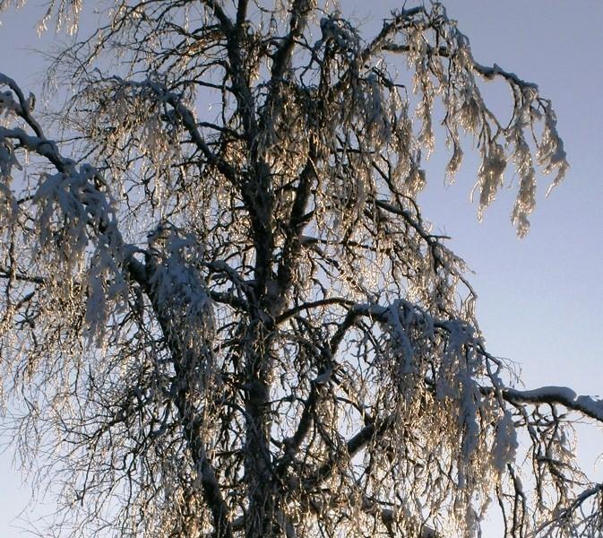 Дерево поэтов. Хрустальное дерево. Деревья в хрустале в природе. Хрустальные деревья цветут под новый. Деревья словно.