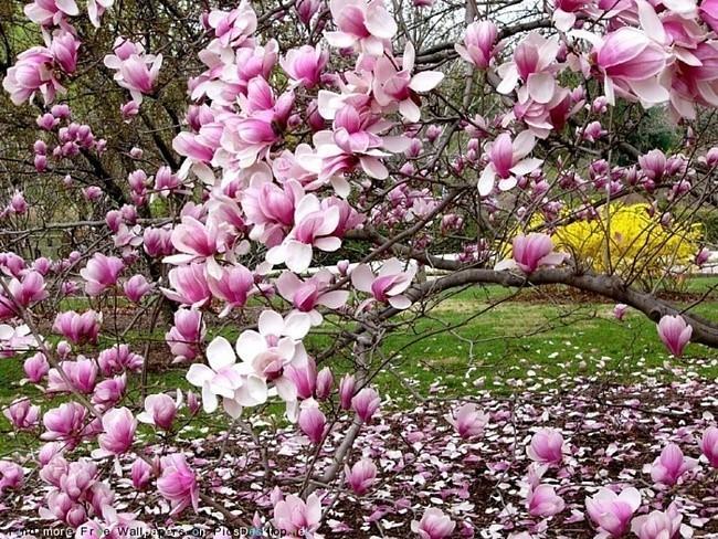 Гимн весне.