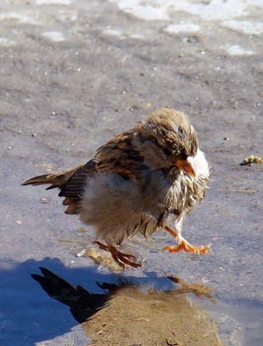 Весеннее панно