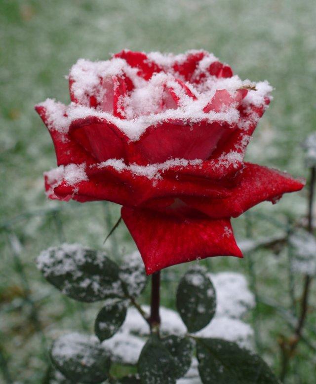 БАРХАТНЫЙ СЕЗОН