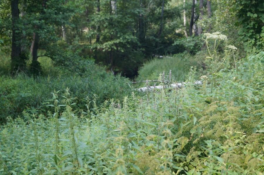 Много раз...