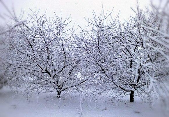 Белым пухом...