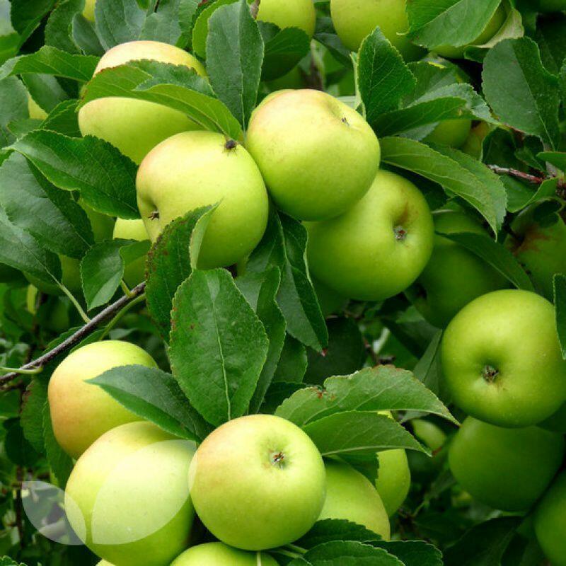 Яблоки в садах... (Хокку)...