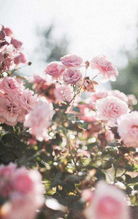 Звон колоколов