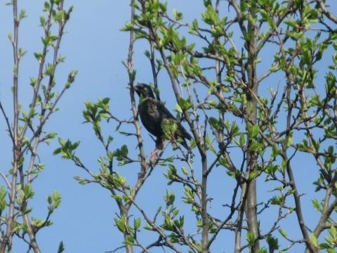 СОЛОВЬИНОЕ СКЕРЦО.