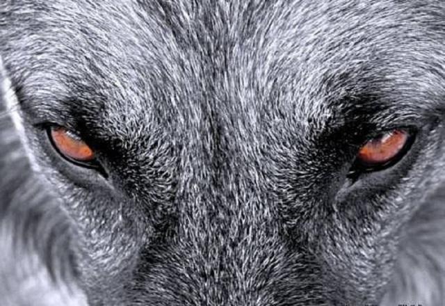 "Глаза одиночества" (07.11.2014)