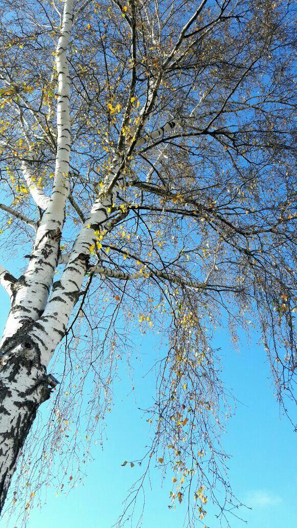 Вальсируя, листок кружит…