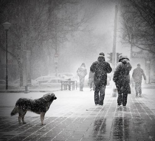 Собачий сон