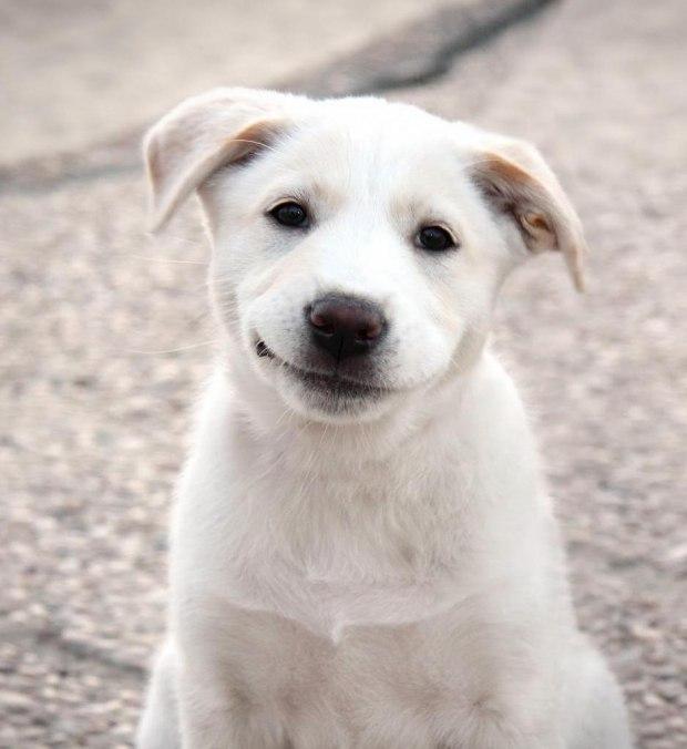 моему человеку