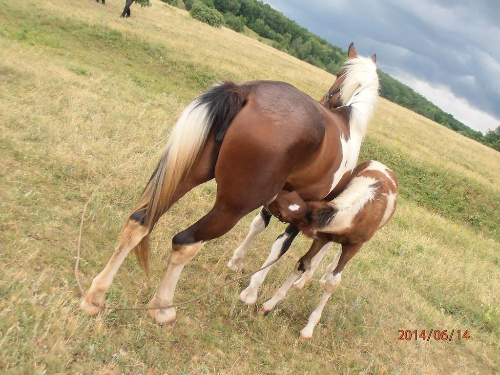 Крымская воссоединительная