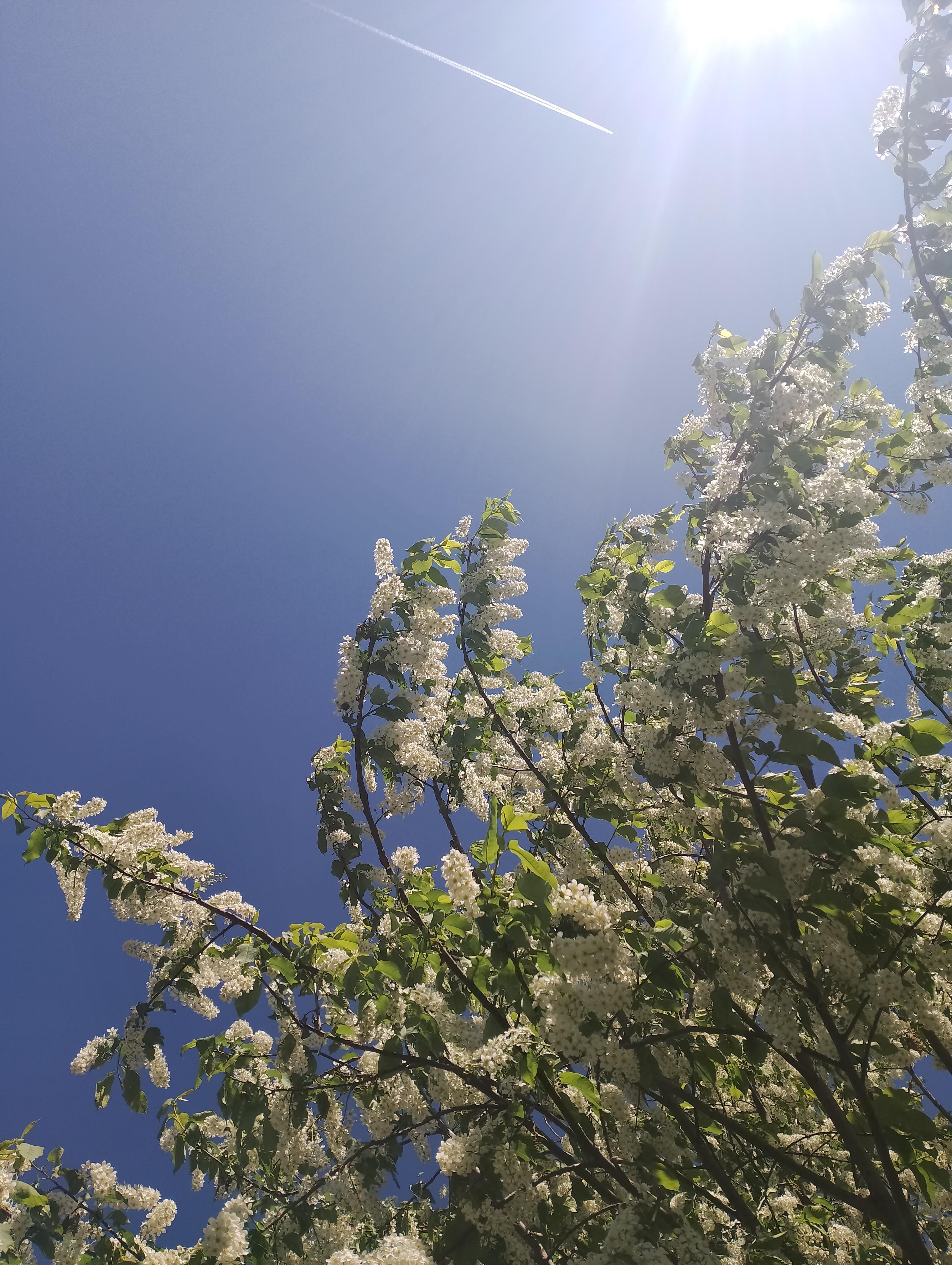 Я в криках чаек слышу свой