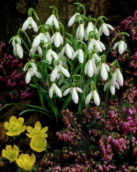 ВЛЮБЛЁННЫЙ МАРТ