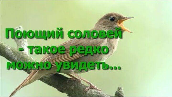 ВЕСЕННЯЯ ПЕСНЯ О ЛЮБВИ