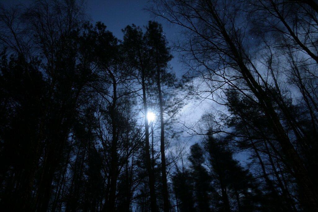 Наступает ночь темнеет. Сосны ночью. Верхушки деревьев ночью. Лес Освещенный луной. Полнолуние в лесу.