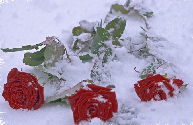 Оплачены счета...