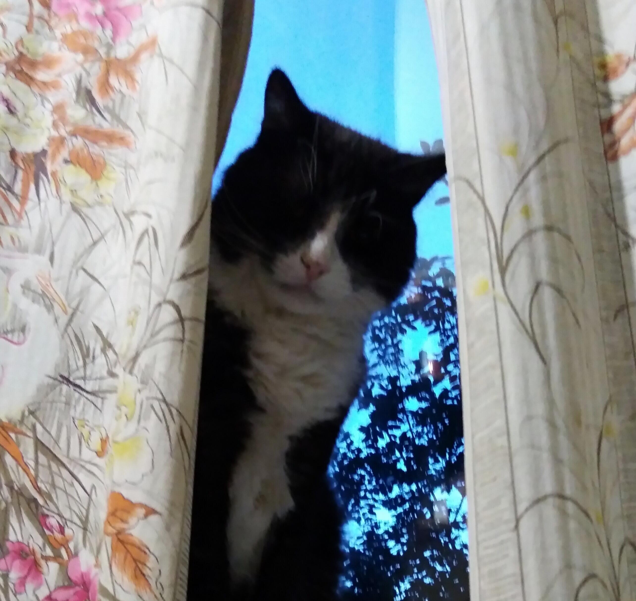 Топа, зверя, не скучай! 