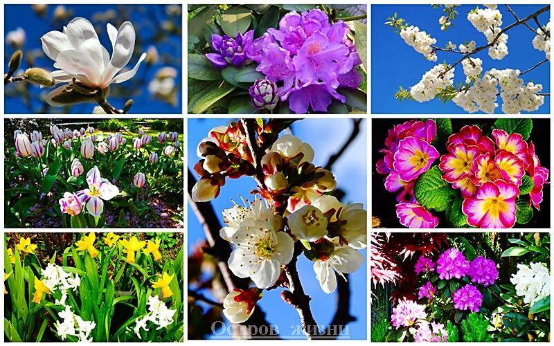 Слова мои цветочные. Остров жизни