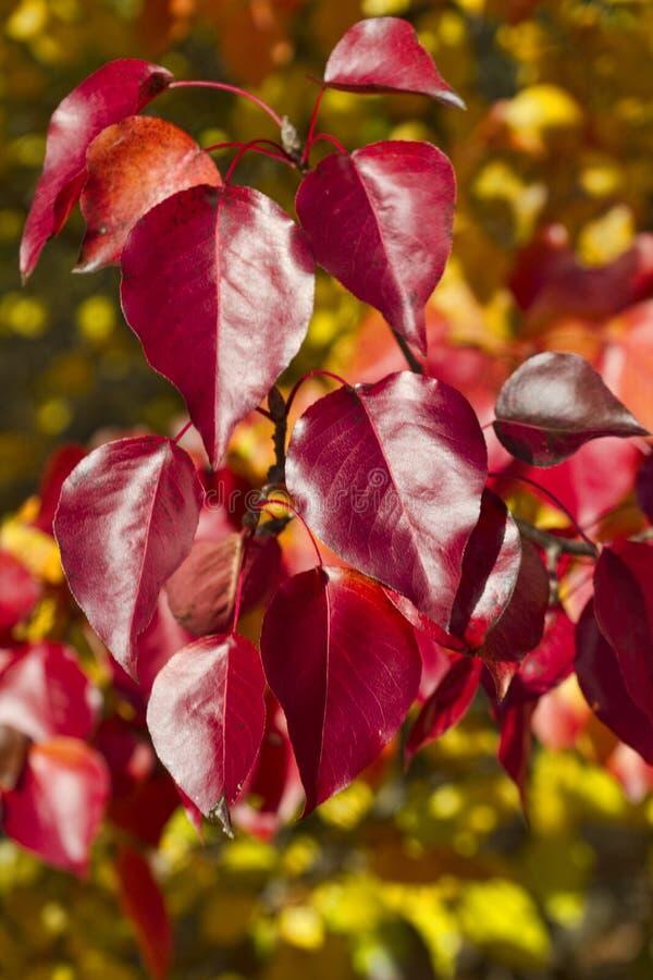 В тумане тают дни красивой осени
